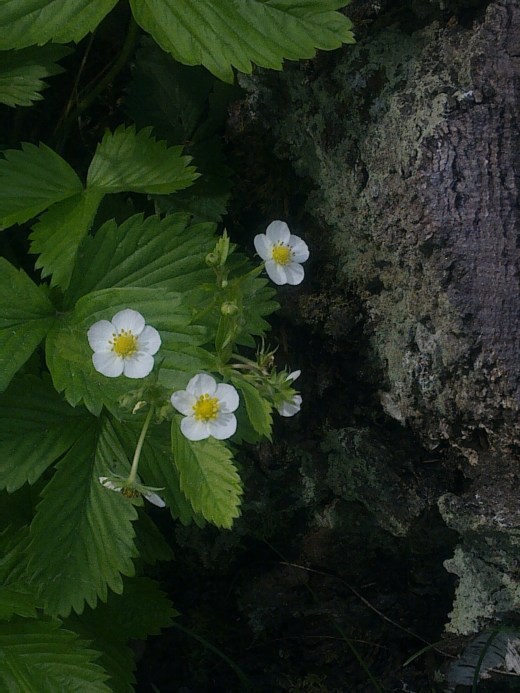 EQUALITY IS NOT A GOOD LIE